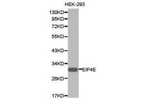 Western Blotting (WB) image for anti-Eukaryotic Translation Initiation Factor 4E (EIF4E) antibody (ABIN1872499) (EIF4E Antikörper)