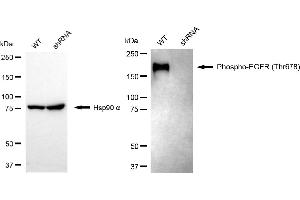 Western blotting analysis using phospho-EGFR (Thr678) antibody (ABIN7798463).