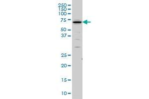 Western Blotting (WB) image for anti-SHC (Src Homology 2 Domain Containing) Transforming Protein 2 (SHC2) (AA 718-829) antibody (ABIN565160)