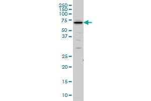 SHC2 monoclonal antibody (M01), clone 4A4 Western Blot analysis of SHC2 expression in IMR-32 . (SHC2 Antikörper  (AA 718-829))