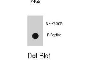 Dot blot analysis of EGFR (phospho Y1016) polyclonal antibody  on nitrocellulose membrane. (EGFR Antikörper  (pTyr1016))