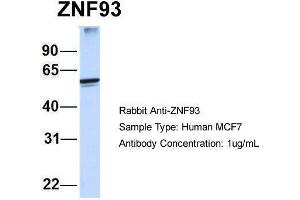 Human MCF7; Host:Rabbit. (ZNF93 Antikörper)