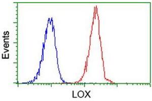 Image no. 2 for anti-Lysyl Oxidase (LOX) (AA 22-168) antibody (ABIN1491217) (LOX Antikörper  (AA 22-168))