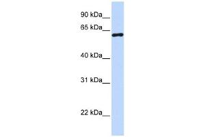 CSTF2 antibody used at 1 ug/ml to detect target protein. (CSTF2 Antikörper  (N-Term))