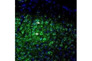 Expression of ASIC5 in mouse cortex - Immunohistochemical staining of perfusion-fixed frozen mouse brain sections with Anti-ASIC5 (extracellular) Antibody (ABIN7042919, ABIN7045260 and ABIN7045261), (1:200), followed by goat-anti-rabbit-AlexaFluor-488. (ACCN5 Antikörper  (Extracellular))