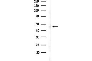 anti-TEA Domain Family Member 1 (SV40 Transcriptional Enhancer Factor) (TEAD1) (Internal Region) antibody
