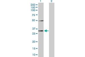 Western Blot analysis of EFNA3 expression in transfected 293T cell line by EFNA3 MaxPab polyclonal antibody. (Ephrin A3 Antikörper  (AA 1-238))