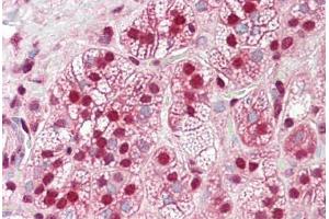 Anti-HnRNP K antibody IHC staining of human adrenal. (HNRNPK Antikörper  (AA 380-430))