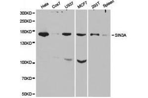 Western Blotting (WB) image for anti-SIN3 homolog A, transcription regulator (SIN3A) antibody (ABIN1874781) (SIN3A Antikörper)