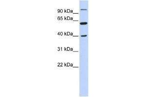 LETM2 antibody used at 1 ug/ml to detect target protein. (LETM2 Antikörper  (N-Term))
