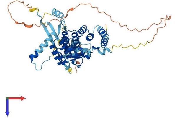 NOXA1 Protein (AA 1-444) (His tag)
