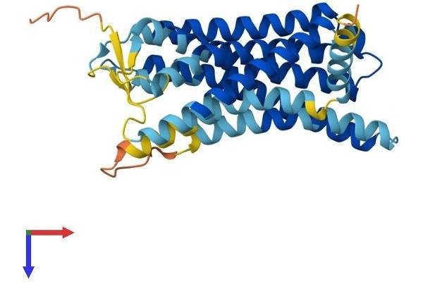 OR13C8 Protein (AA 1-320) (His tag)