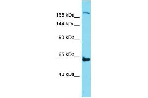 Host:  Rabbit  Target Name:  Neo1  Sample Type:  Mouse Thymus lysates  Antibody Dilution:  1. (NEO1 Antikörper  (N-Term))
