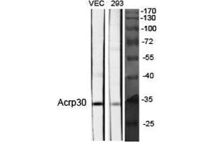 Western Blot (WB) analysis of specific cells using Acrp30 Polyclonal Antibody.