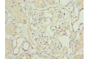 Immunohistochemistry of paraffin-embedded human kidney tissue using ABIN7173722 at dilution of 1:100 (TPPP2 Antikörper  (AA 1-170))