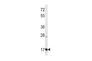 OO Antibody (N-term ) 13324a western blot analysis in K562 cell line lysates (35 μg/lane). (APOO Antikörper  (N-Term))