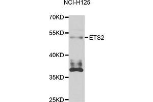 Western blot analysis of extracts of NCL-H125 cell line, using ETS2 antibody. (ETS2 Antikörper)