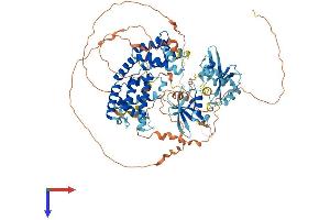 RIN1 Protein (AA 1-763) (His tag)