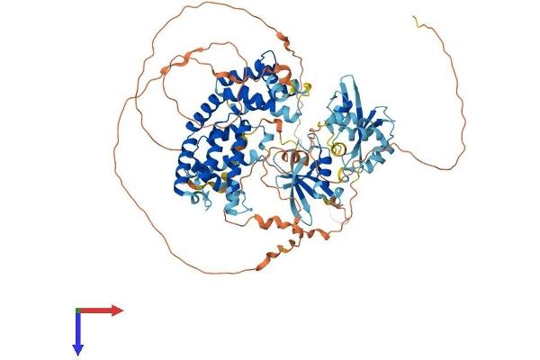 RIN1 Protein (AA 1-763) (His tag)