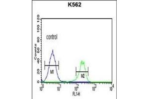 CH Antibody (Center) (ABIN651719 and ABIN2840373) flow cytometric analysis of K562 cells (right histogram) compared to a negative control cell (left histogram). (PMCH Antikörper  (AA 94-122))