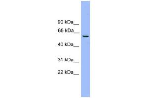 WB Suggested Anti-NAP1L2 Antibody Titration: 0. (NAP1L2 Antikörper  (Middle Region))