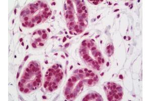 Anti-FUS / Gadd153 antibody IHC staining of human breast.