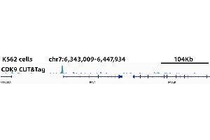 CUT&Tag was performed using the CUT&TagAssayKit(pAG-Tn5)forIllumina (RK20265) from 105 K562 cells with 5 ug CDK9 Rabbit mAb,along with a Goat Anti-Rabbit IgG(H+L). (CDK9 Antikörper)