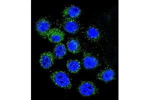 Confocal immunofluorescent analysis of IGF1 Antibody (C-term) (ABIN658020 and ABIN2837861) with A549 cell followed by Alexa Fluor 488-conjugated goat anti-rabbit lgG (green). (IGF1 Antikörper  (C-Term))