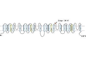 Representative domain view of the target of ABIN7885412.