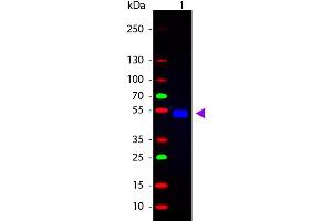 Western Blot of Goat anti-Rat IgG Fluorescein Conjugated Antibody. (Ziege anti-Ratte IgG (Heavy & Light Chain) Antikörper (FITC) - Preadsorbed)