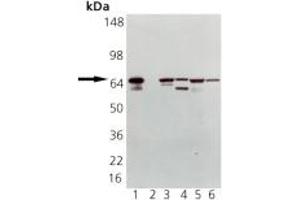 Western blot analysis of HSP70 pAb: Lane 1: HSP70 (HSP72) Recombinant Human Protein, Lane 2: HSC70 (HSP73) Recombinant Bovine Protein (negative control), Lane 3: HeLa Cell Lysate, Heat Shocked, Lane 4: PC-12 Cell Lysate, Heat Shocked, Lane 5: Vero Cell Lysate, Heat Shocked, Lane 6: CHO-K1 Cell Lysate, Heat Shocked (HSP70 Antikörper)