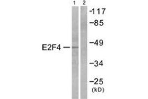 Western blot analysis of extracts from COS7 cells, using E2F4 Antibody. (E2F4 Antikörper  (AA 51-100))