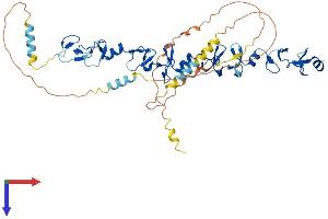 TGFB1I1 Protein (AA 1-461) (His tag)