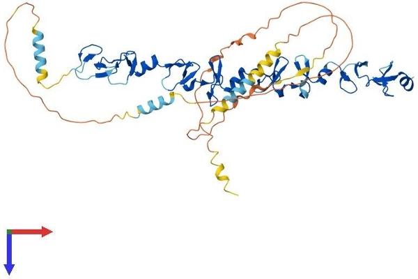 TGFB1I1 Protein (AA 1-461) (His tag)