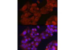 Immunofluorescence analysis of HepG2 cells using GFR Rabbit pAb (ABIN6127950, ABIN6141065, ABIN6141066 and ABIN6221017) at dilution of 1:200 (40x lens). (GFRA1 Antikörper  (AA 25-280))