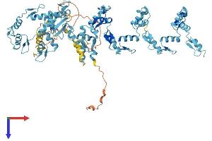 ZNF585B Protein (AA 1-769) (His tag)