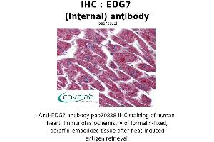 Image no. 1 for anti-Lysophosphatidic Acid Receptor 3 (LPAR3) (Internal Region) antibody (ABIN1733899) (LPAR3 Antikörper  (Internal Region))
