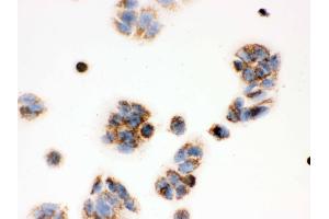 Immunohistochemistry (IHC) image for anti-Hydroxysteroid (17-Beta) Dehydrogenase 10 (HSD17B10) (AA 48-261) antibody (ABIN3042460)