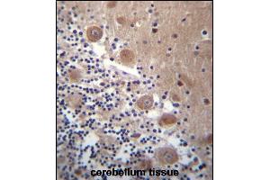 SCHIP1 Antibody (Center) (ABIN656782 and ABIN2846000) immunohistochemistry analysis in formalin fixed and paraffin embedded human cerebellum tissue followed by peroxidase conjugation of the secondary antibody and DAB staining. (SCHIP1 Antikörper  (AA 90-118))