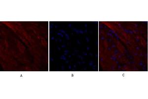 Immunofluorescence analysis of mouse heart tissue. (RANKL Antikörper  (AA 10-90))