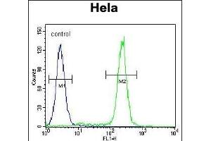 JHDM2b Antibody (C-term) (ABIN655393 and ABIN2844941) flow cytometric analysis of Hela cells (right histogram) compared to a negative control cell (left histogram). (KDM3B Antikörper  (C-Term))