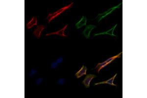 ABIN7093963 and ABIN7098007 staining Hela cells by IF/ICC. (PRRT1 Antikörper  (N-Term))