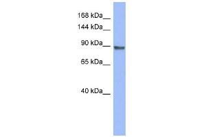 WB Suggested Anti-PML Antibody Titration:  0. (PML Antikörper  (Middle Region))