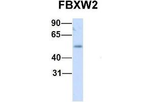 Western Blotting (WB) image for anti-F-Box and WD Repeat Domain Containing 2 (FBXW2) (Middle Region) antibody (ABIN2774691)