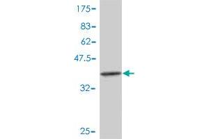 Western Blot detection against Immunogen (38. (IKBKG Antikörper  (AA 1-110))