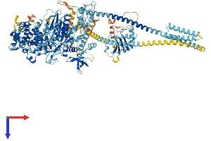 Myosin VI Protein (MYO6) (AA 1-1294) (His tag)