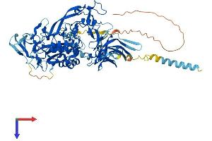 Leishmanolysin-Like (Metallopeptidase M8 Family) (LMLN) (AA 1-681) protein (His tag)