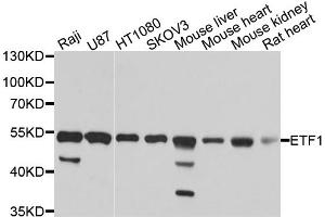 Western blot analysis of extracts of various cell lines, using ETF1 antibody (ABIN1876949) at 1:1000 dilution. (ETF1 Antikörper)