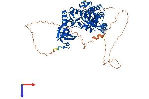 CLK2 Protein (AA 1-499) (His tag)