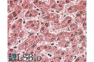 ABIN571250 (5µg/ml) staining of paraffin embedded Human Liver. (MPV17 Antikörper  (Internal Region))